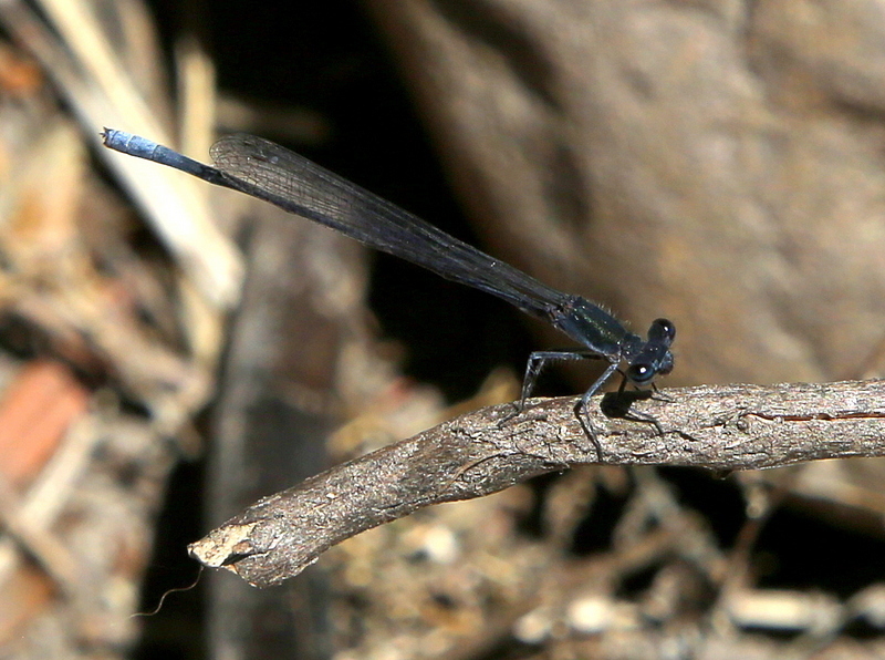 Sooty Threadtail