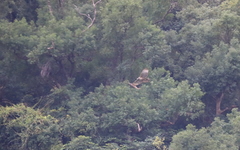 Nisaetus nipalensis