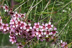 Chamelaucium uncinatum
