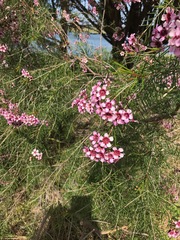 Chamelaucium uncinatum