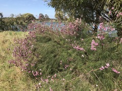 Chamelaucium uncinatum