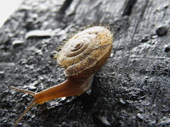 Plectotropis mackensii