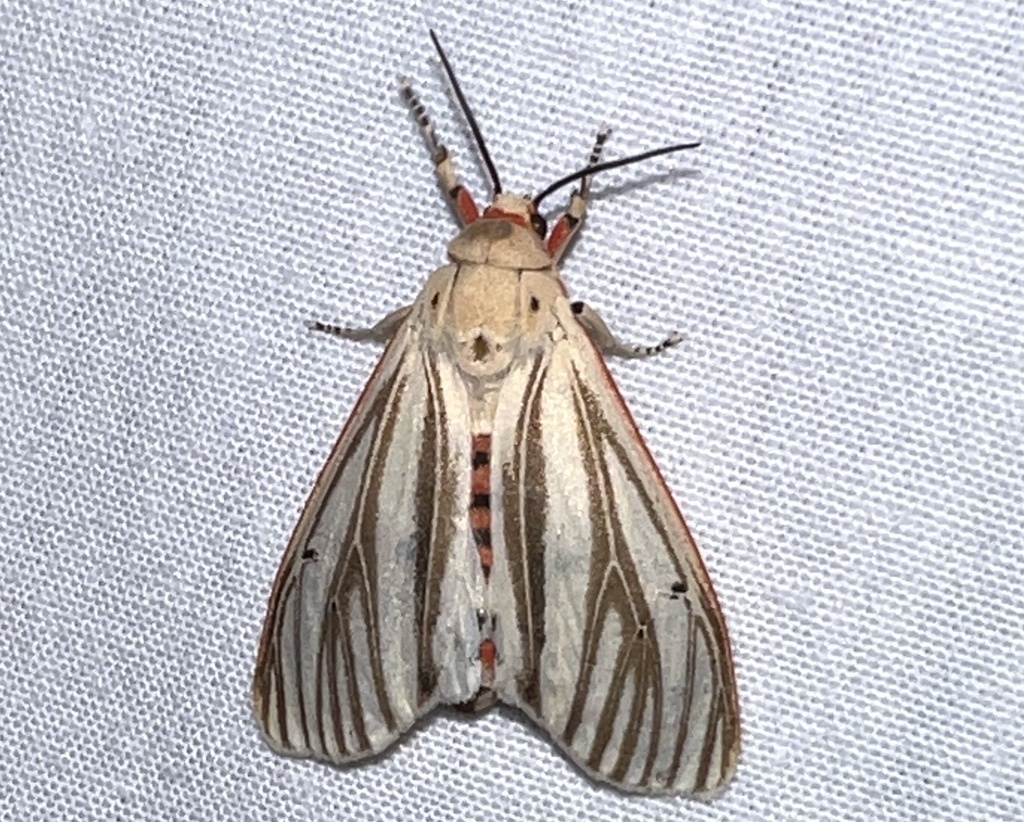 Aloa moloneyi