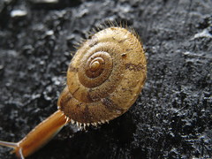 Plectotropis mackensii