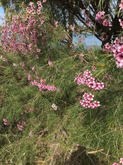 Chamelaucium uncinatum