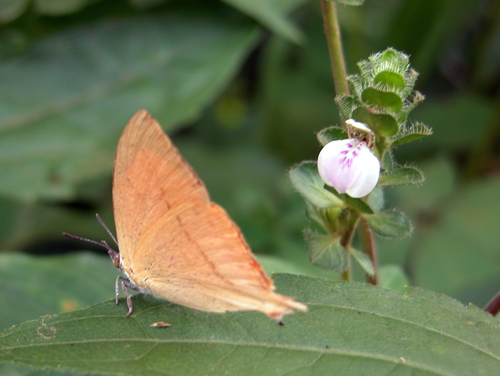 Loxura atymnus