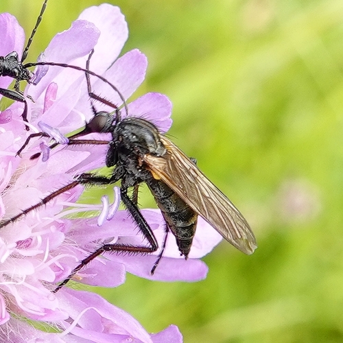Empis tessellata photo 2