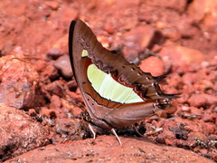 Polyura bharata