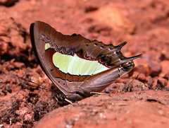 Polyura bharata