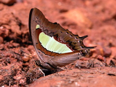 Polyura bharata