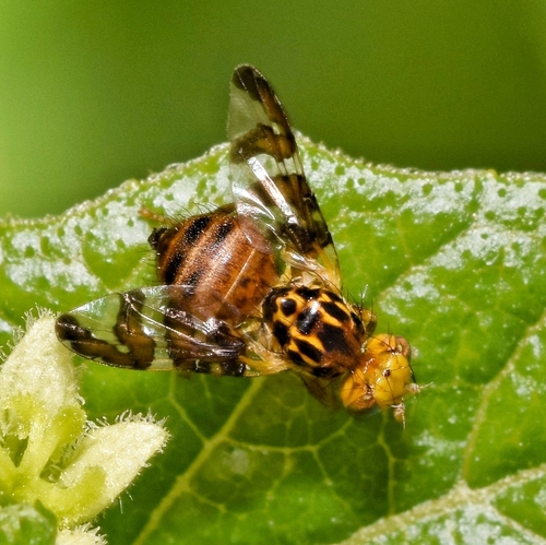 How to identify Carpomya wiedemanni (Meigen, 1826)