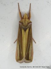 Plusia venusta