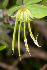 Lotus ornithopodioides