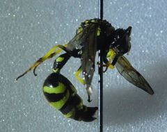 Eumenes verticalis