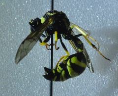 Eumenes verticalis