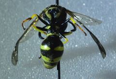 Eumenes verticalis