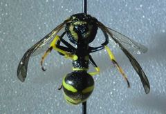 Eumenes verticalis
