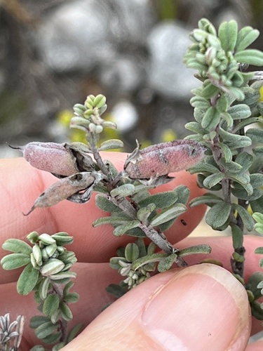Image of Indigofera pillansii by (c) Charleen Brunke, some rights reserved (CC BY)