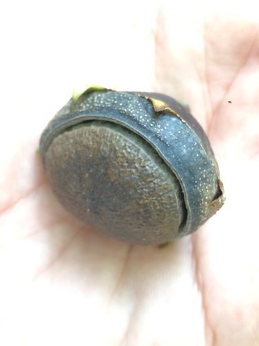 Eschweilera ovata, photograph 6