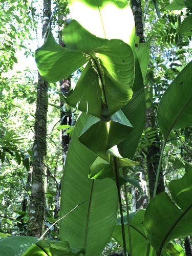 Ectophylla alba