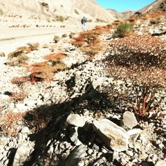 Eriogonum rixfordii