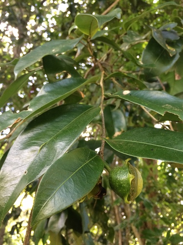 Eschweilera ovata, photograph 5