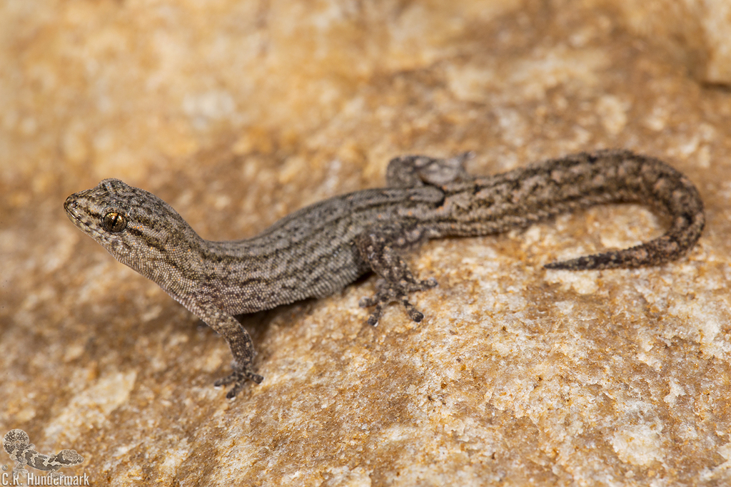 South African Dwarf Leaf-toed Geckos