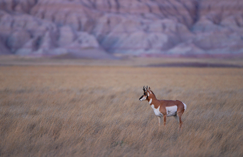 Pronghorn photographed in South Dakota