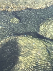 Cyprinodon nevadensis mionectes