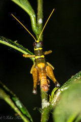 Eucosmetacris cingulata