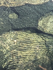 Cyprinodon nevadensis mionectes