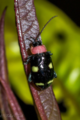 Omophoita peruviana