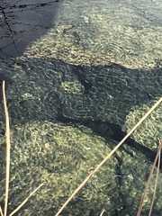 Cyprinodon nevadensis mionectes