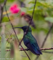 Eulampis holosericeus