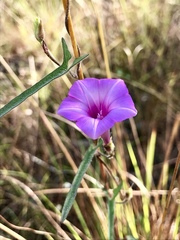 Ipomoea tenuissima
