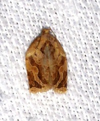 Adoxophyes privatana