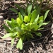 Tiny Milkwort - Photo (c) bharding81, some rights reserved (CC BY-NC)