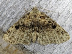 Metalectra quadrisignata