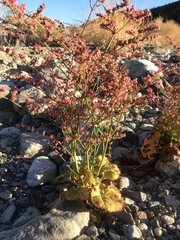 Eriogonum hoffmannii robustius