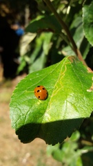 Coccinella septempunctata