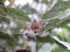 Cyrtophora exanthematica