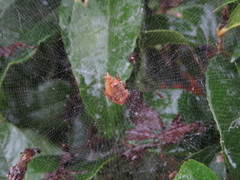 Cyrtophora exanthematica