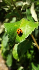 Coccinella septempunctata
