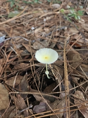 Leucocoprinus fragilissimus image