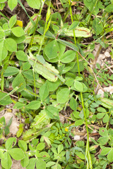 Lotus tetragonolobus