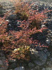 Eriogonum hoffmannii robustius