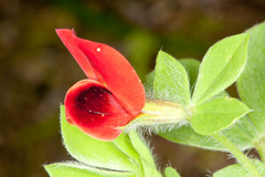 Lotus tetragonolobus