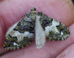 Hydriomena albifasciata