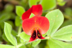 Lotus tetragonolobus