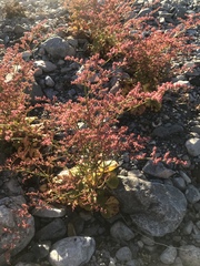 Eriogonum hoffmannii robustius